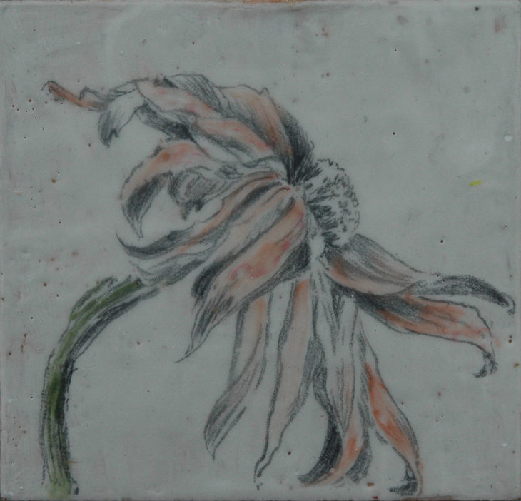 Fading Echinacea